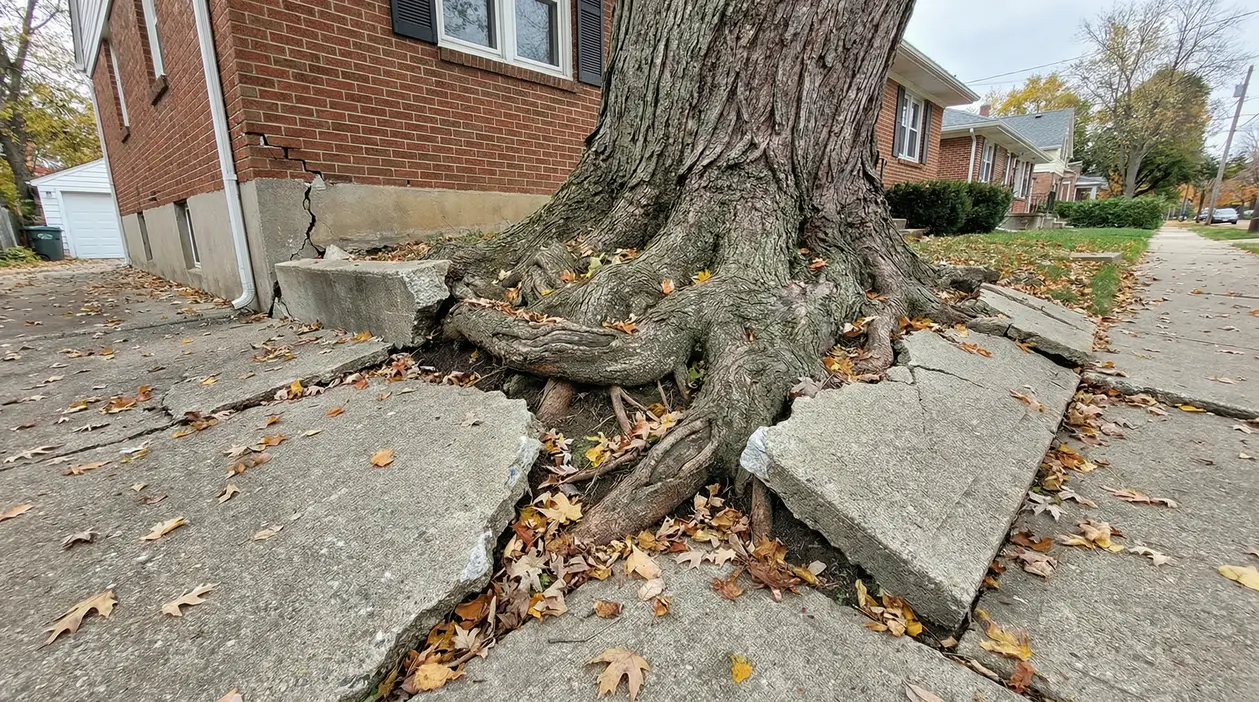 Radici di un albero che sollevano e danneggiano un marciapiede vicino a una casa