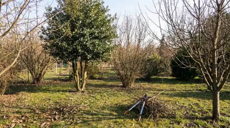 Rami potati e cesoie in un giardino con alberi spogli e sempreverdi