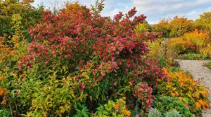 Arbusto fiorito con piccoli fiori rosa in un giardino dai colori autunnali
