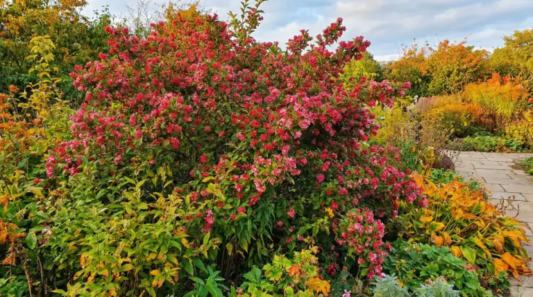 Arbusto fiorito con piccoli fiori rosa in un giardino dai colori autunnali