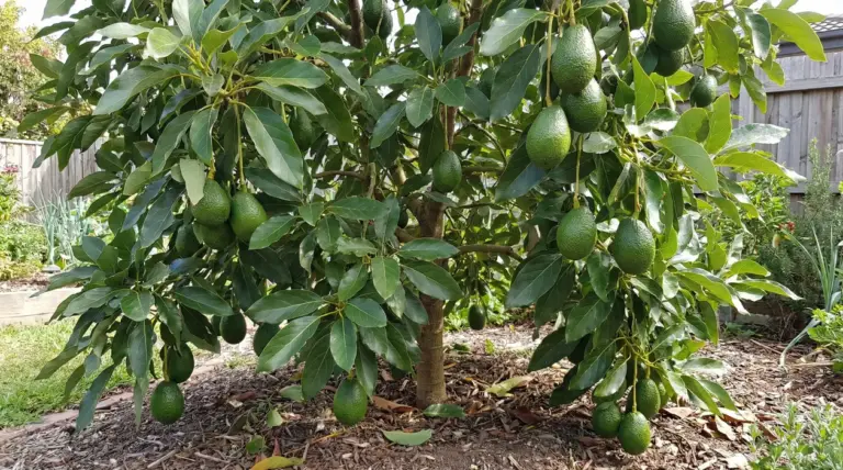 Albero di avocado in giardino con molti frutti maturi tra le foglie verdi