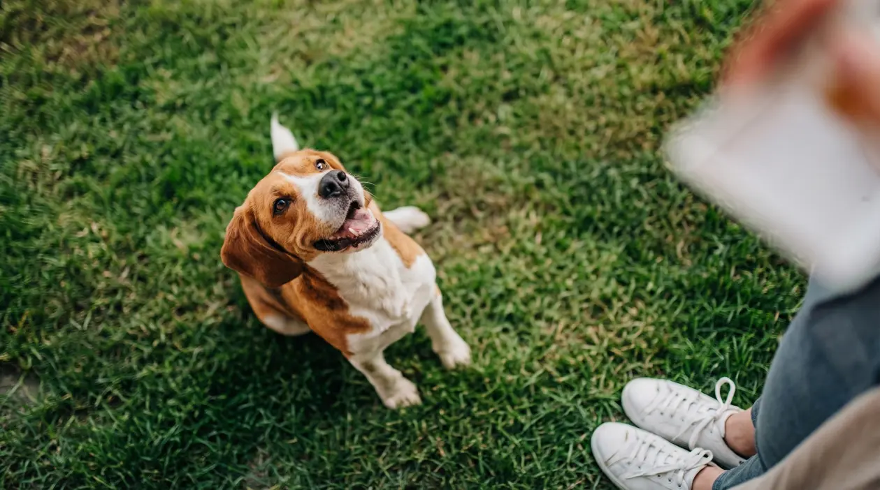 Cane seduto su un prato guarda verso una persona in piedi