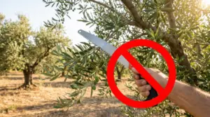 Mano con seghetto vicino a ramo di ulivo con simbolo di divieto sovrapposto