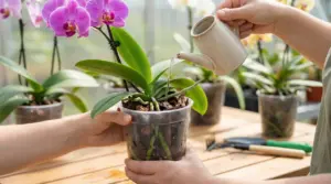 Due persone annaffiano un'orchidea in vaso trasparente con annaffiatoio