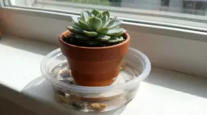 Pianta grassa in vaso di terracotta posizionata sopra un contenitore con acqua