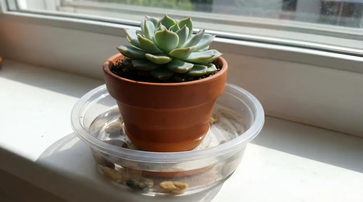 Pianta grassa in vaso di terracotta posizionata sopra un contenitore con acqua