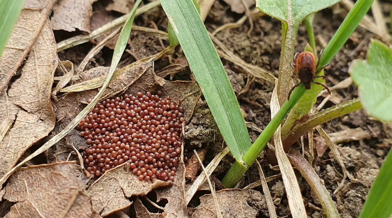 Nido di uova di zecca su foglie secche in giardino con una zecca vicina