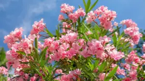Fiori rosa di oleandro in piena fioritura sotto un cielo azzurro