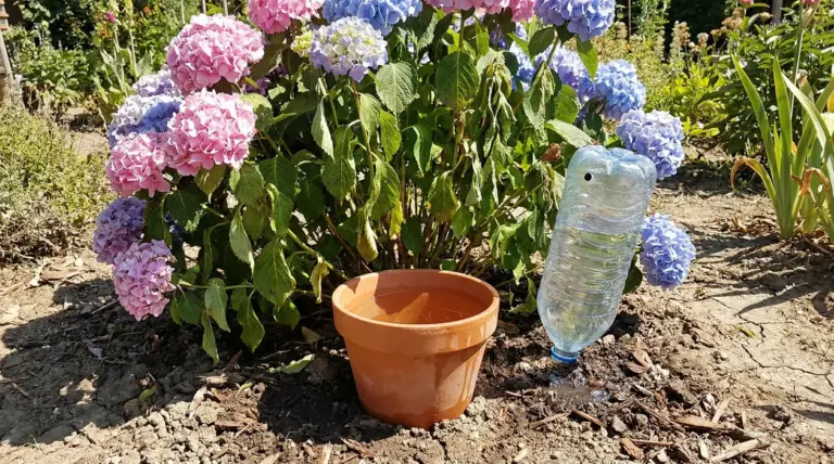 Ortensie in giardino con foglie afflosciate e irrigazione fai-da-te con bottiglia d'acqua