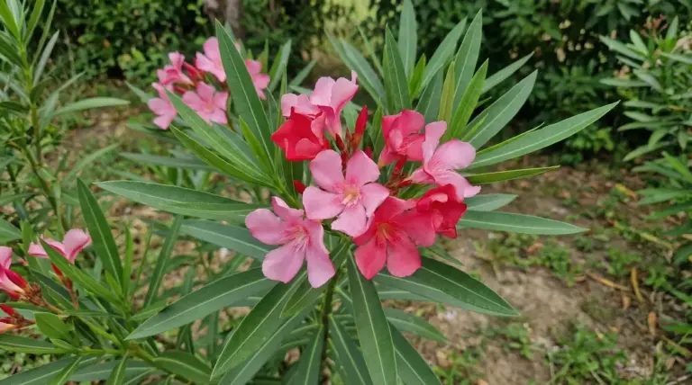 Pianta di oleandro con fiori rosa in un giardino