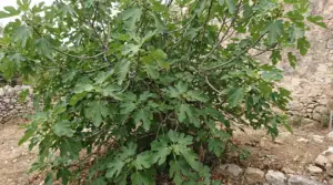 Albero di fico con foglie verdi e frutti acerbi in un giardino rustico