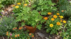 Piante aromatiche e fiori in un giardino, con geranio in vaso in primo piano