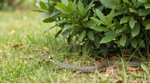 Serpente sull'erba vicino a una pianta di alloro in un giardino