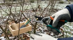 Potatura di un cespuglio di rose con cesoie da giardinaggio in un giardino invernale