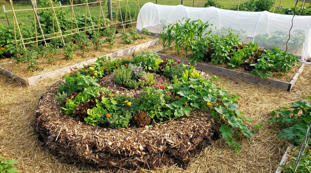 Orto sinergico con aiuole rialzate, piante miste e pacciamatura in paglia