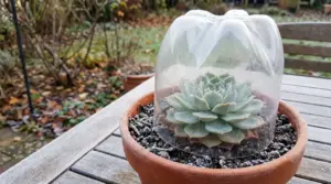 Pianta grassa in vaso protetta con una bottiglia di plastica rovesciata contro il freddo