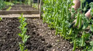 Mani con guanti raccolgono piselli maturi da una pianta in un orto soleggiato