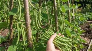 Mano che raccoglie fagiolini rampicanti maturi da piante coltivate nell'orto.