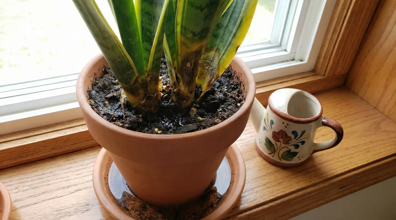 Foglie di sansevieria con segni di marciume alla base in un vaso di terracotta