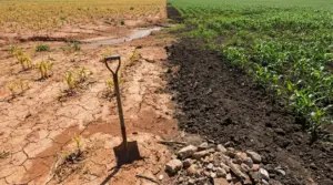 Contrasto tra terreno arido e terreno fertile con coltivazioni di mais e una pala infissa nel terreno