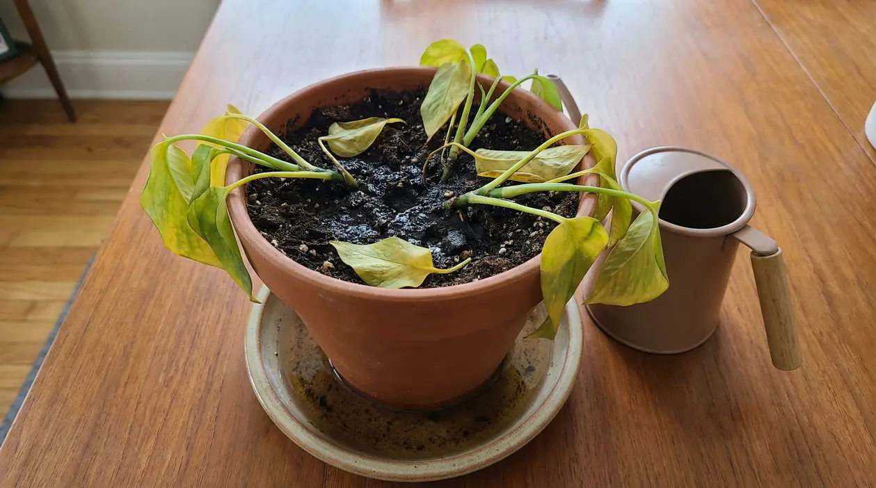 Pianta in vaso con foglie ingiallite e terreno zuppo d'acqua su un tavolo di legno