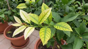 Foglie ingiallite con nervature verdi su una pianta in vaso, sintomo di carenza di ferro