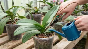 Una persona cura un'orchidea in vaso tagliando uno stelo e tenendo un annaffiatoio blu