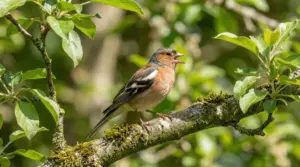 Un uccello colorato posato su un ramo in un giardino verdeggiante