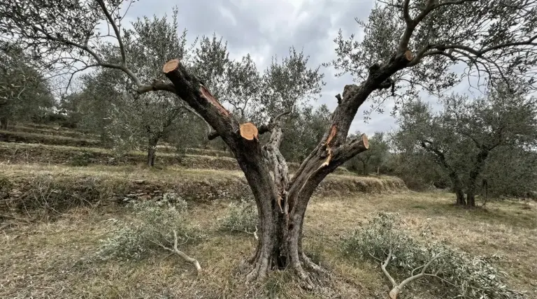 Ulivo potato in modo drastico in un campo durante una giornata nuvolosa