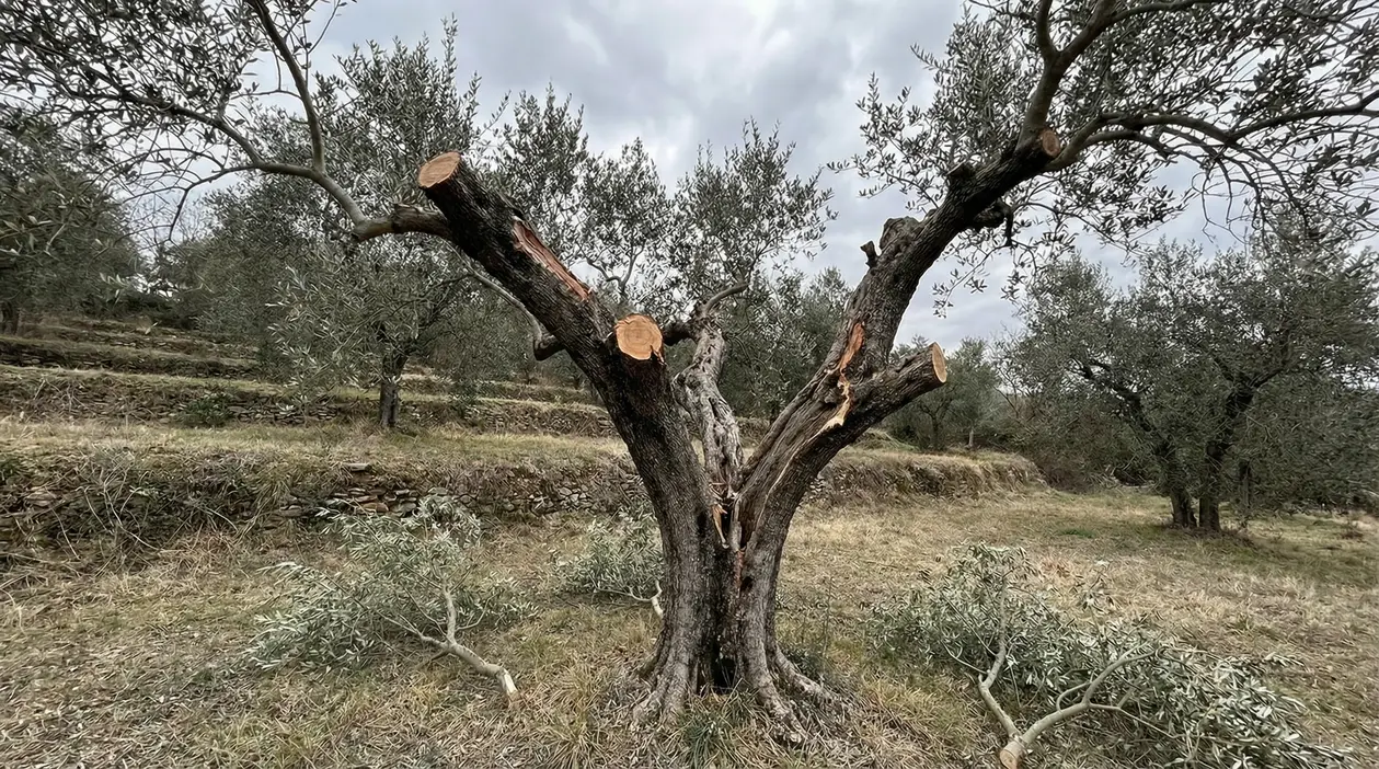 Ulivo potato in modo drastico in un campo durante una giornata nuvolosa